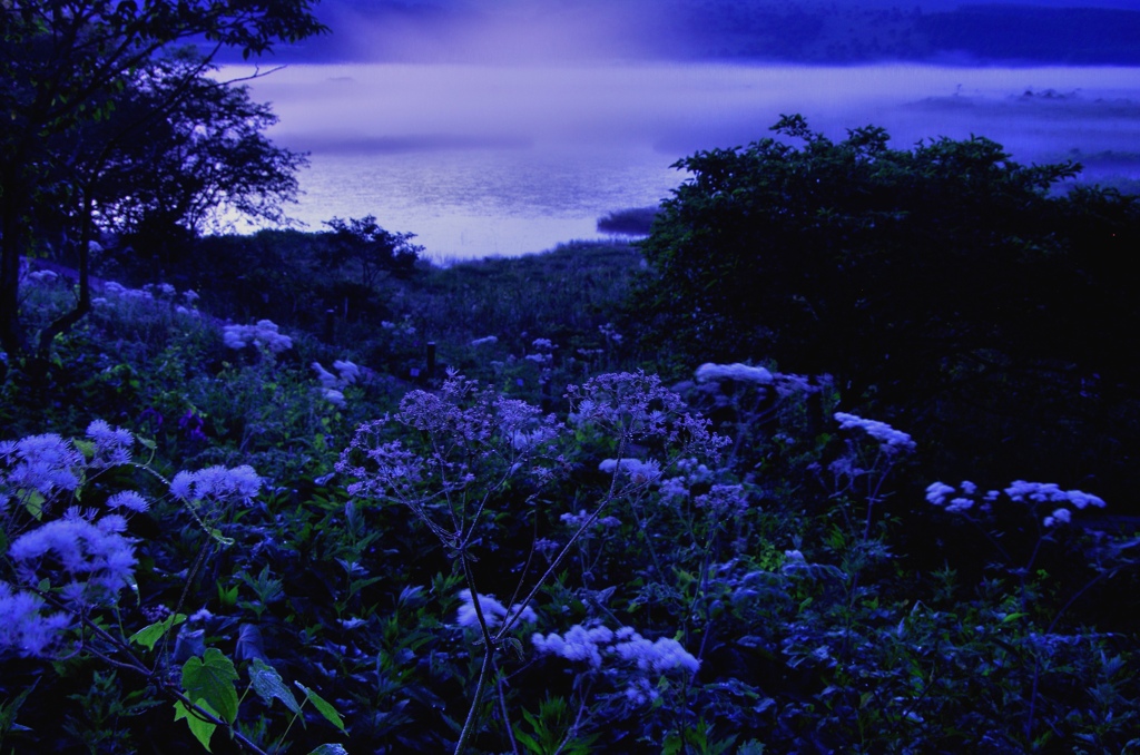 夏の花々