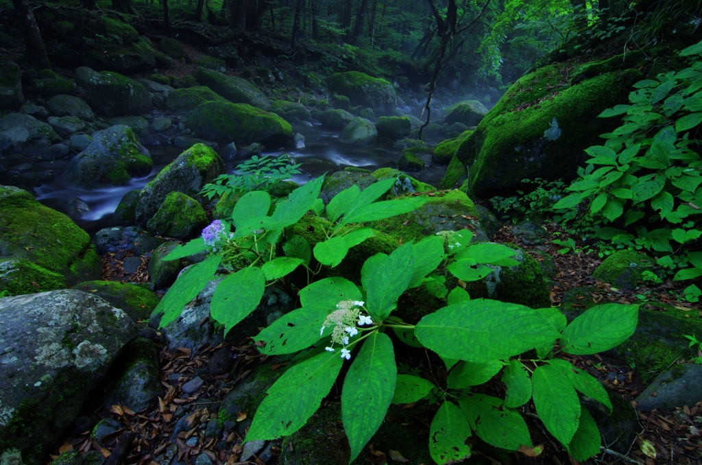 川霧の森