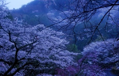 雨霧桜