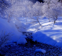 霧氷咲く木々