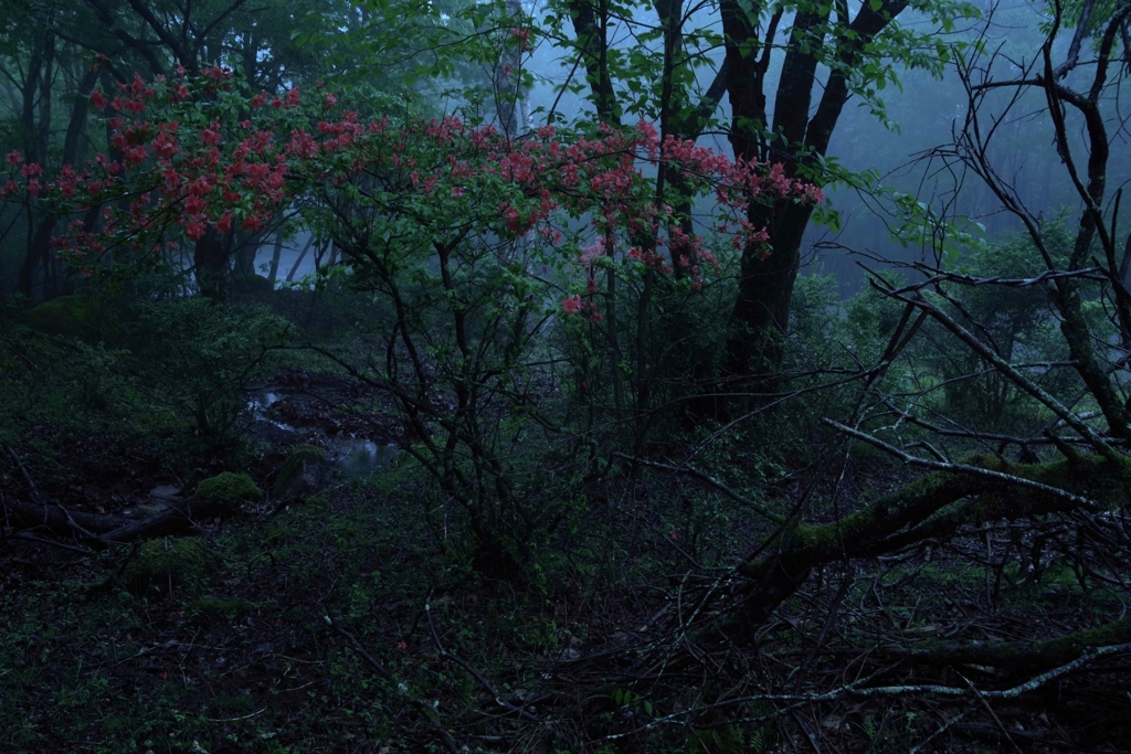 森に降る雨