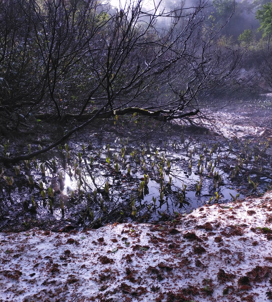 雨上がりの朝