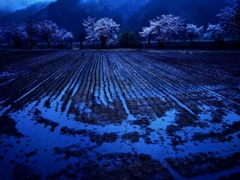 大地に咲く