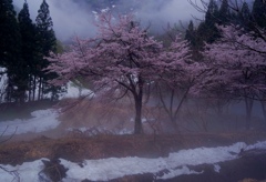 雪解けの桜