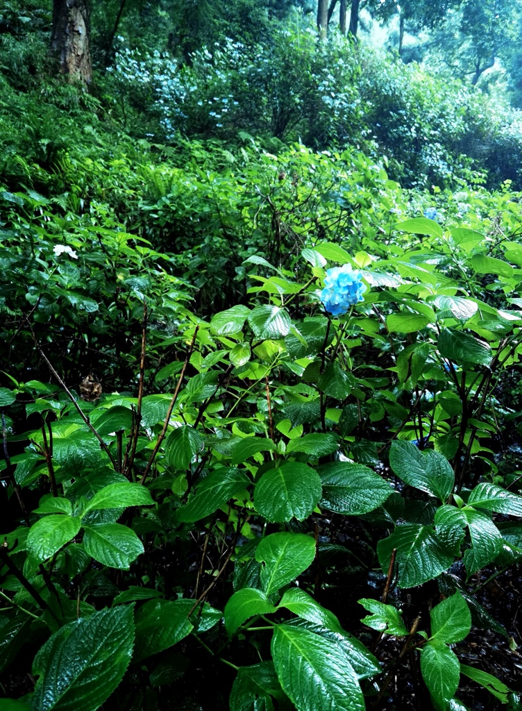 霧の紫陽花