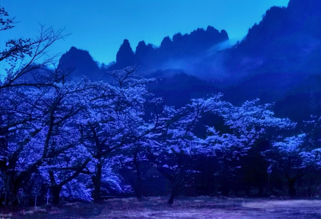 雨霧の桜