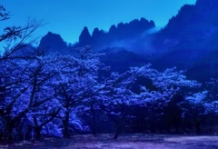 雨霧の桜