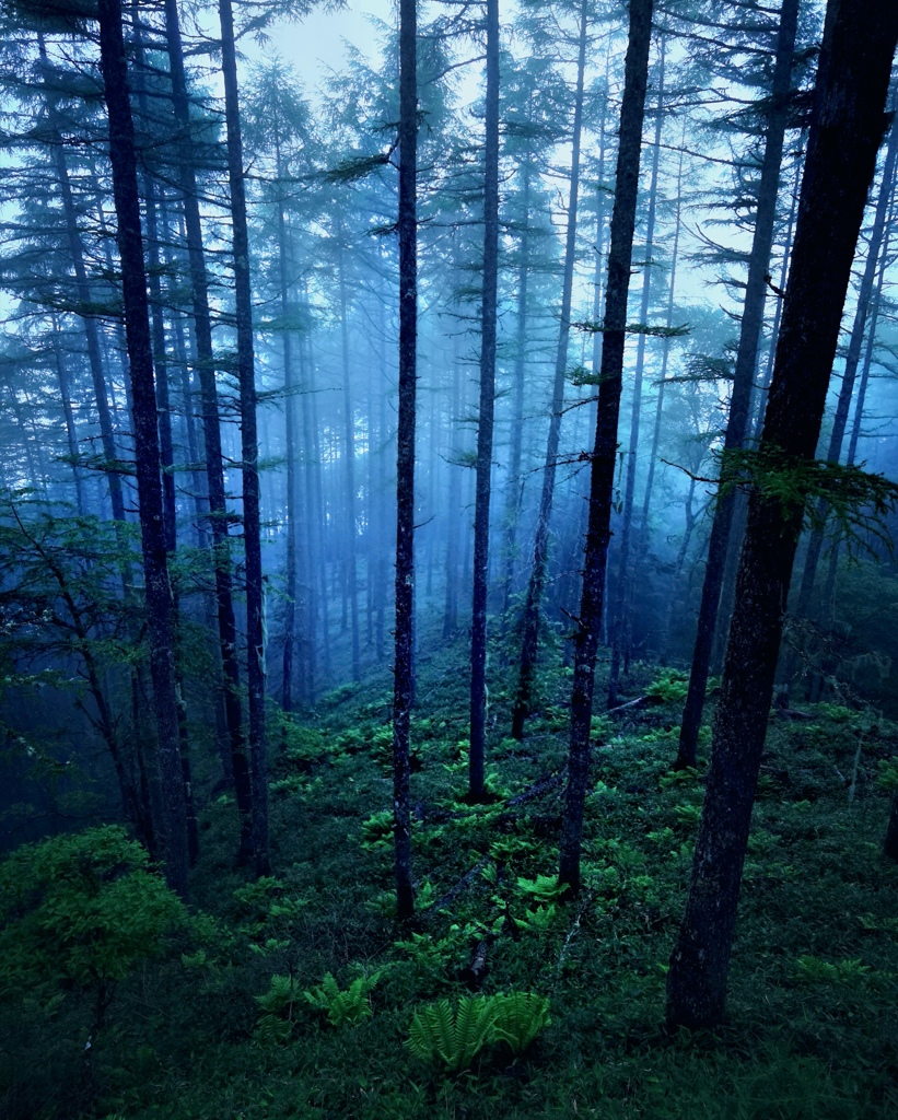 霧林
