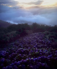 天空の花々