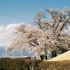 丘の桜