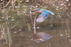 魚を運ぶカワセミ