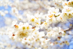 群馬県　水上町の桜