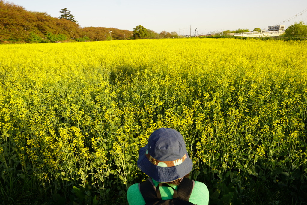 菜の花と私