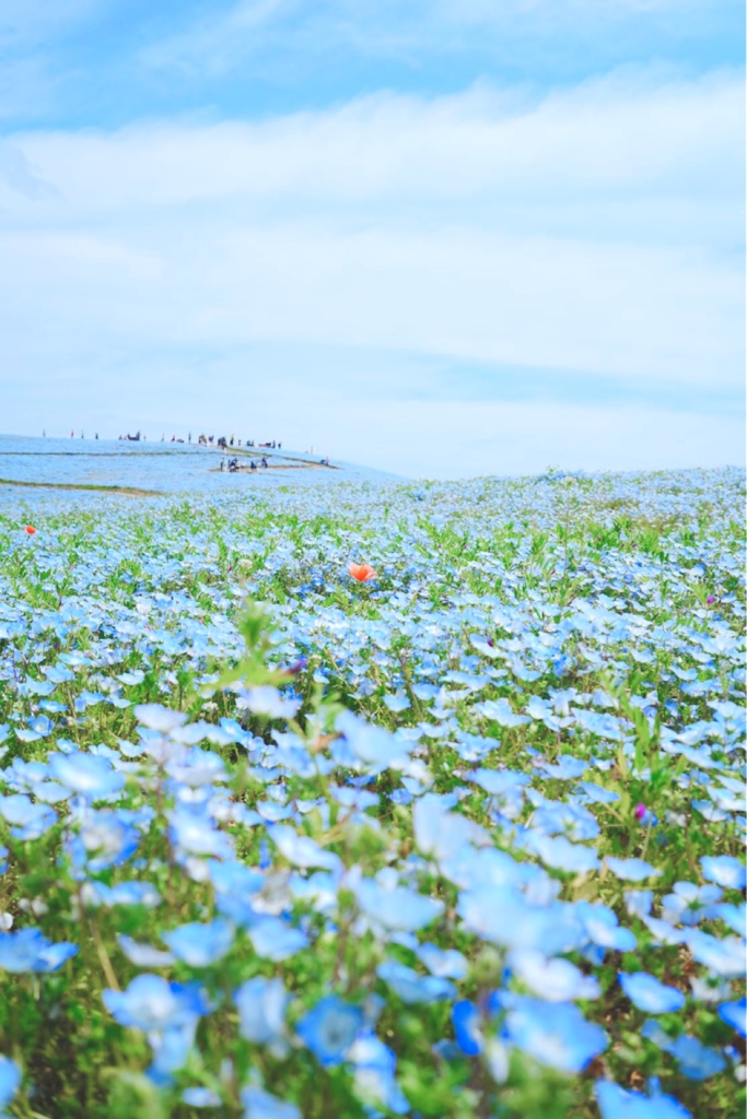 ひたちなか海浜公園　ネモフィラの花畑