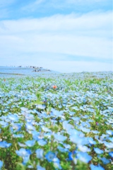 ひたちなか海浜公園　ネモフィラの花畑