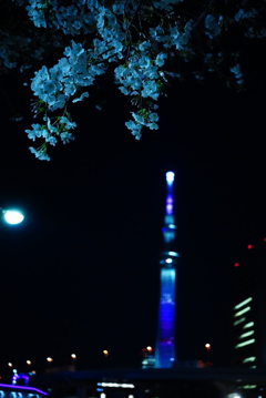 スカイツリーと桜