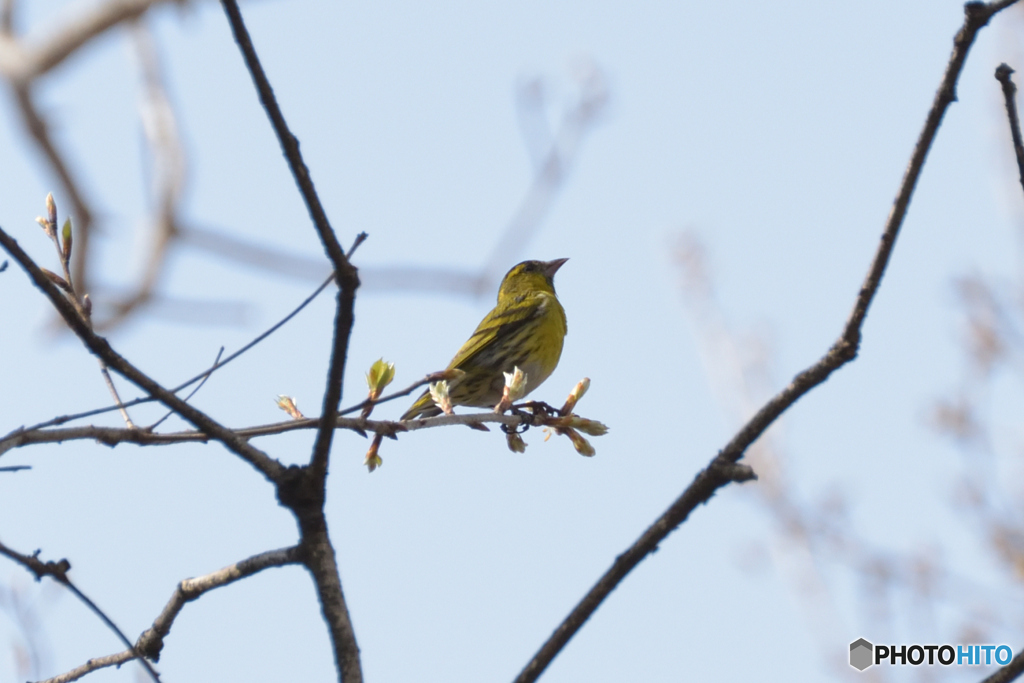野鳥撮影に挑戦①