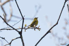 野鳥撮影に挑戦①