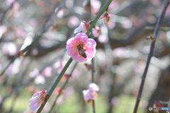 梅×蜜蜂