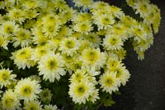 DP3 Quattro  黄色の菊