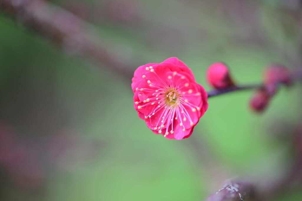 Nikon D700_鹿児島紅梅2
