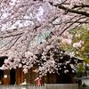 DP2 Mer  近くの神社で お花見
