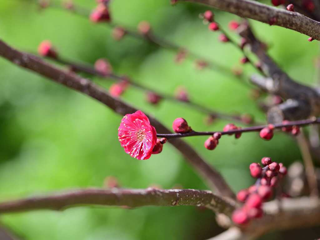 Nikon D700_鹿児島紅梅1