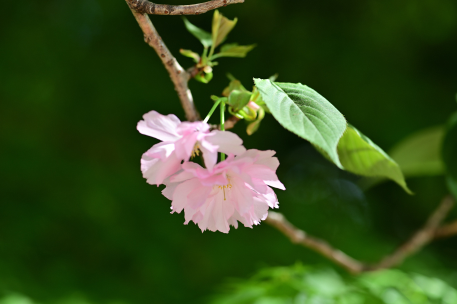 Nik Z6_八重桜-1