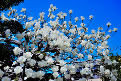 D700_ハクモクレン