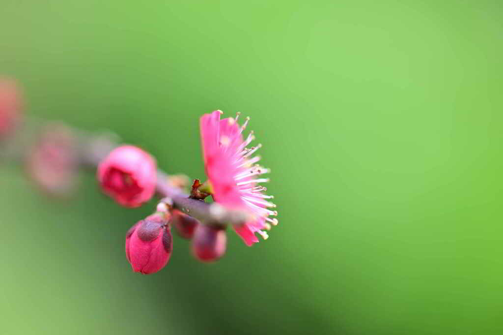 Nikon D700_鹿児島紅梅５