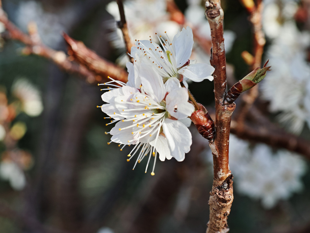 dp3 Quat 0783 サクランボになる花