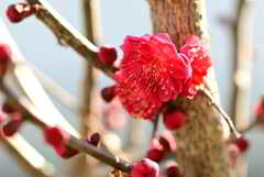 Nikon D200_鹿児島紅梅 1