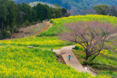 白木峰高原