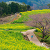 白木峰高原