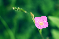 路肩の花