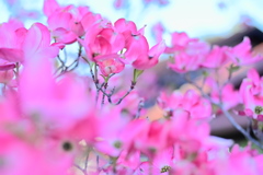 街路樹の花水木