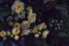 薔薇
