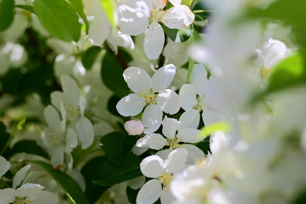 姫りんごの花