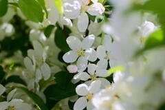 姫りんごの花