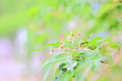 紅葉