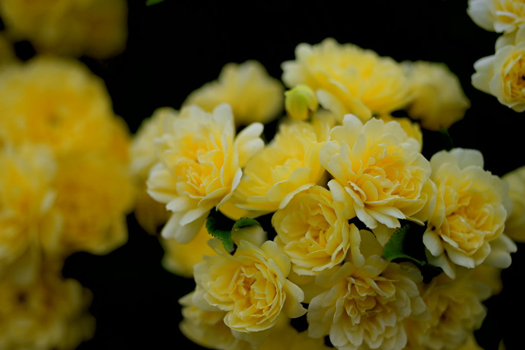 薔薇