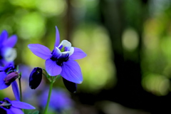 紫の花