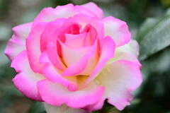 雨上がりの薔薇