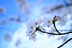 春を感じて⑥
