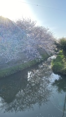 八幡の桜