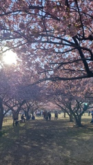 佐倉の桜隧道