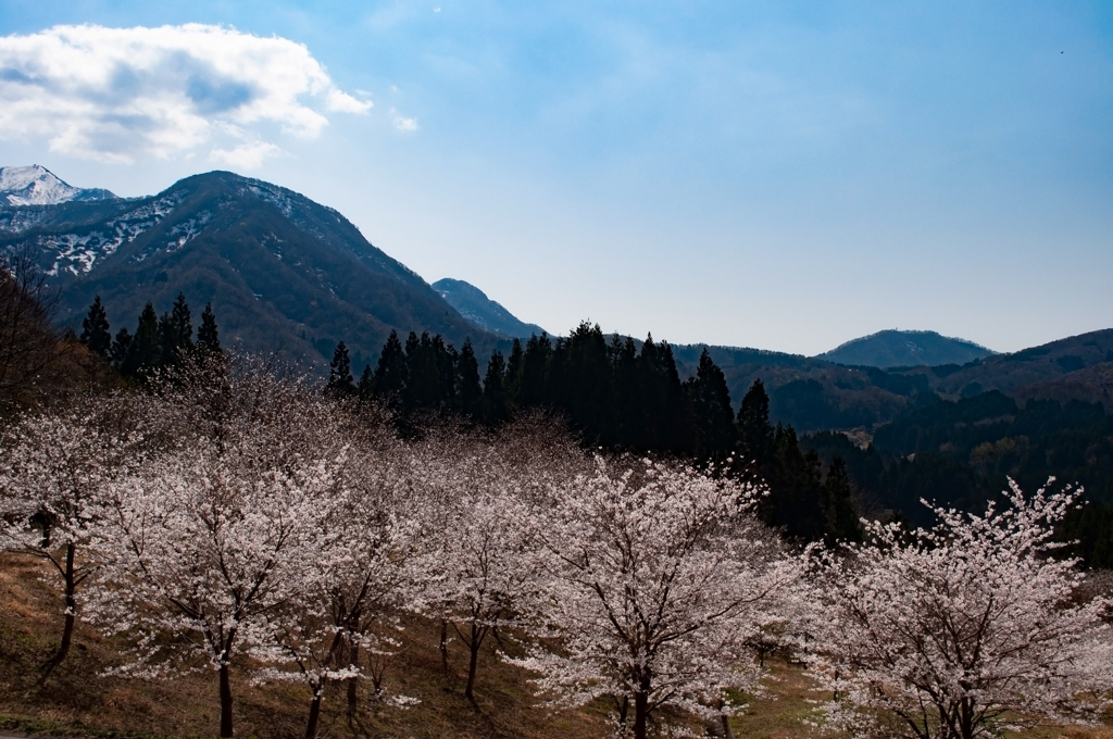 里山の桜