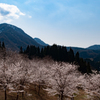 里山の桜