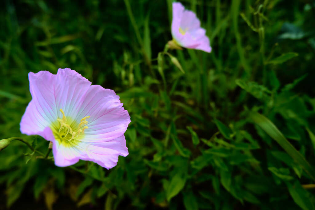 薄紫の花