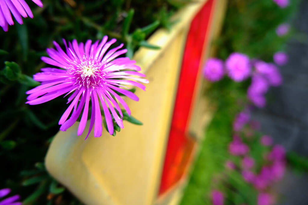 紫の花と看板